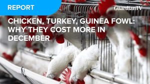 Chicken, Turkey, Guinea Fowl: Why they cost more in December