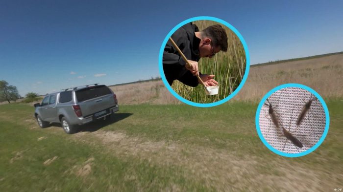 Restored bogs are an eco win, but boost mosquito numbers