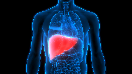 What does the liver do?