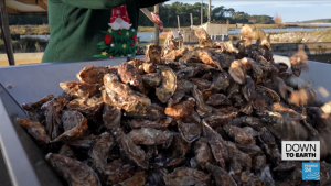 From trash to fine dining: The French startup recycling oysters into porcelain