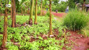 Could a miracle grass solve Lake Victoria’s problems?