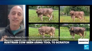 ‘The story of Veronika is truly mind-blowing,’ researcher says on cow’s tool use