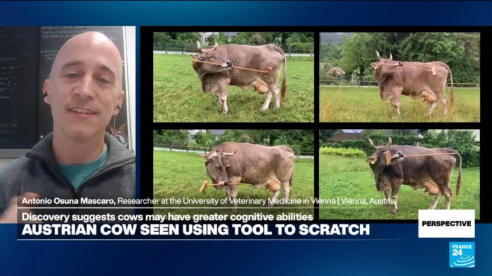 ‘The story of Veronika is truly mind-blowing,’ researcher says on cow’s tool use