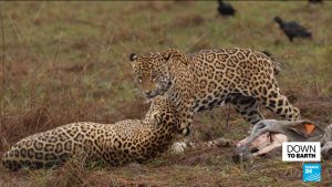 Predators under threat: Brazil’s jaguars find shelter in nature reserve