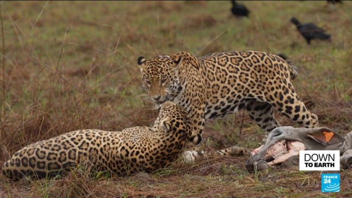 Predators under threat: Brazil’s jaguars find shelter in nature reserve