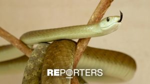 Kenya declares war on snakebites