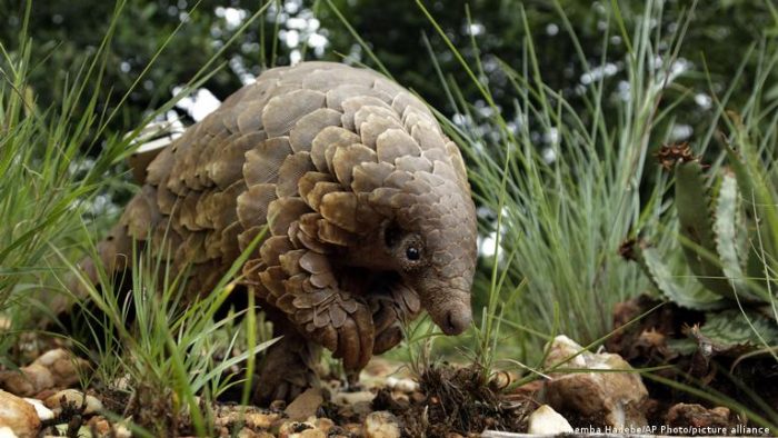 The poachers turned protectors saving Uganda’s pangolins