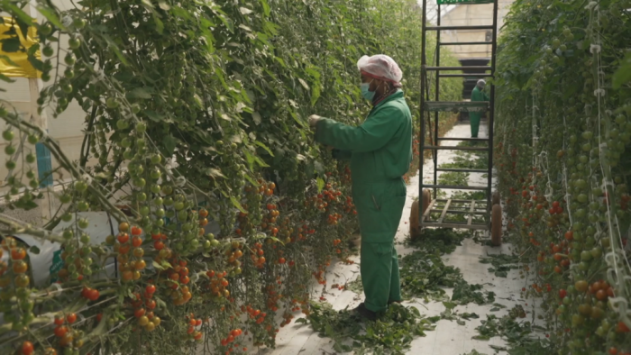 Qatar turns to desert farming to boost food security