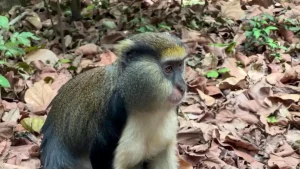 Sacred or spoiled? Monkeys are testing a village’s patience