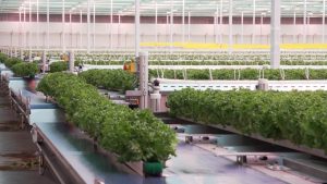 Canada’s Ontario bets on greenhouse farming to boost food sovereignty
