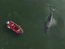 Scientists, authorities divided over fate of stranded whale in Baltic Sea