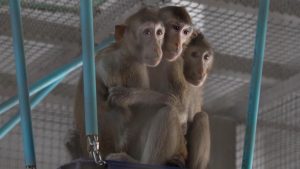 Thailand’s monkey business: Pharmaceutical labs rely on primate testing