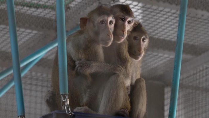 Thailand’s monkey business: Pharmaceutical labs rely on primate testing