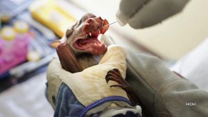 One Health: Pandemic prevention research in Africa
