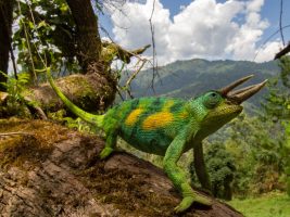 Meet the three-horned chameleon of Uganda