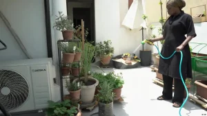 The secret vegetable gardens of Dakar’s rooftops