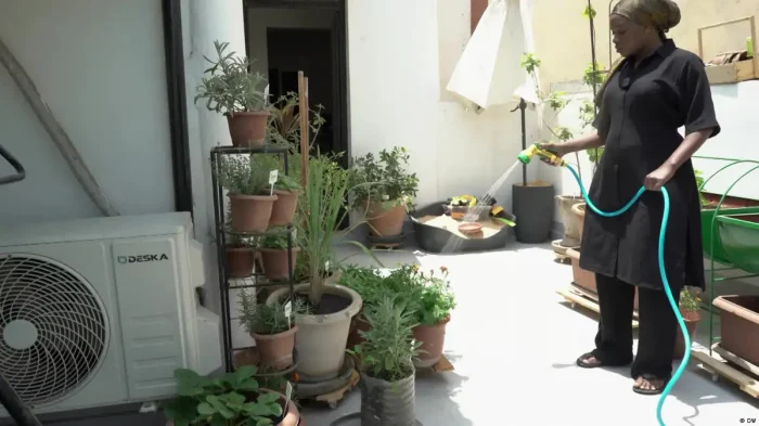 The secret vegetable gardens of Dakar’s rooftops