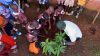Uganda Afropop sensation Green Daddy drops eco-friendly hits