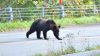 Japan’s love-hate relationship with bears
