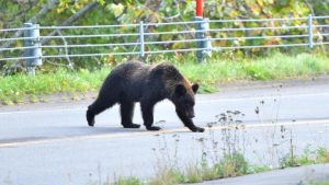 Japan’s love-hate relationship with bears