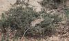 Rabbits running rampant: Australia overrun by invasive species
