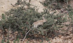 Rabbits running rampant: Australia overrun by invasive species