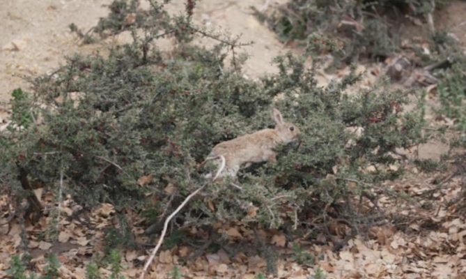 Rabbits running rampant: Australia overrun by invasive species