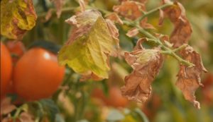 French heatwave threatens food inflation as agriculture sector suffers