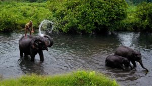 ‘My childhood passion is now a lifetime commitment’: Wildlife conservationist Krithi Karanth