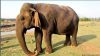 Kenya turns to drones in elephant conservation