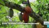 Up to 20 years in jail for cocoa land repurpose in Ghana 1