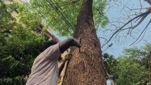 Kolkata’s tree ambulance rushes to save urban trees