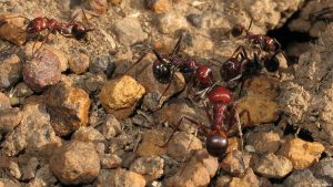 Small insects, big damage: The global ant trade is booming