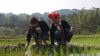 Vietnam’s indigenous Hmong people forced to adapt to climate crisis
