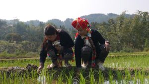 Vietnam’s indigenous Hmong people forced to adapt to climate crisis