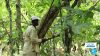 Up to 20 years in jail for cocoa land repurpose in Ghana