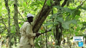 Up to 20 years in jail for cocoa land repurpose in Ghana