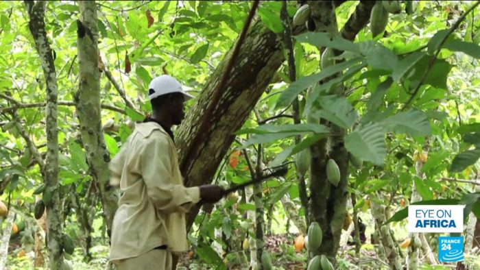 Up to 20 years in jail for cocoa land repurpose in Ghana