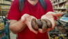 Inside the sea cucumber smuggling boom