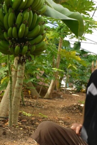French farmers turn to tropical crops amid rising temperatures
