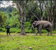 Frenchwoman buys elephants from abusive owners in Laos