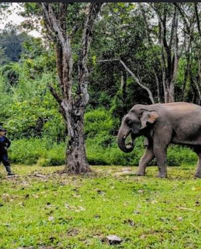 Frenchwoman buys elephants from abusive owners in Laos