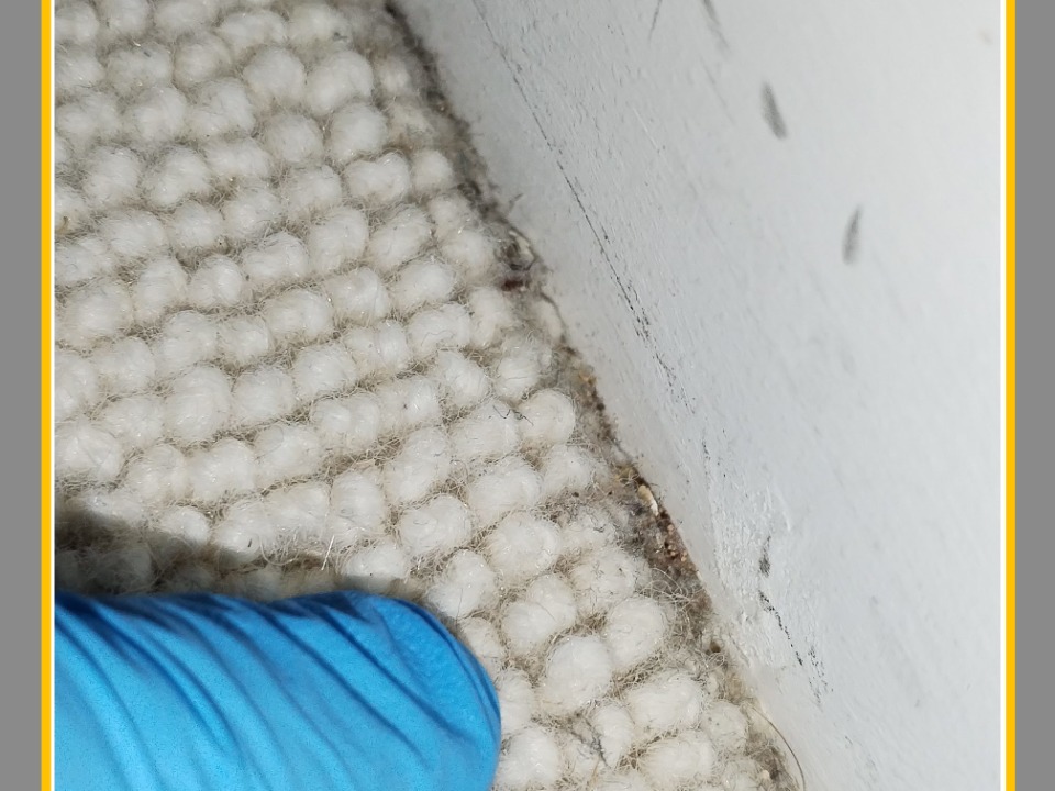 Merit Services Pest Control work photo 3
