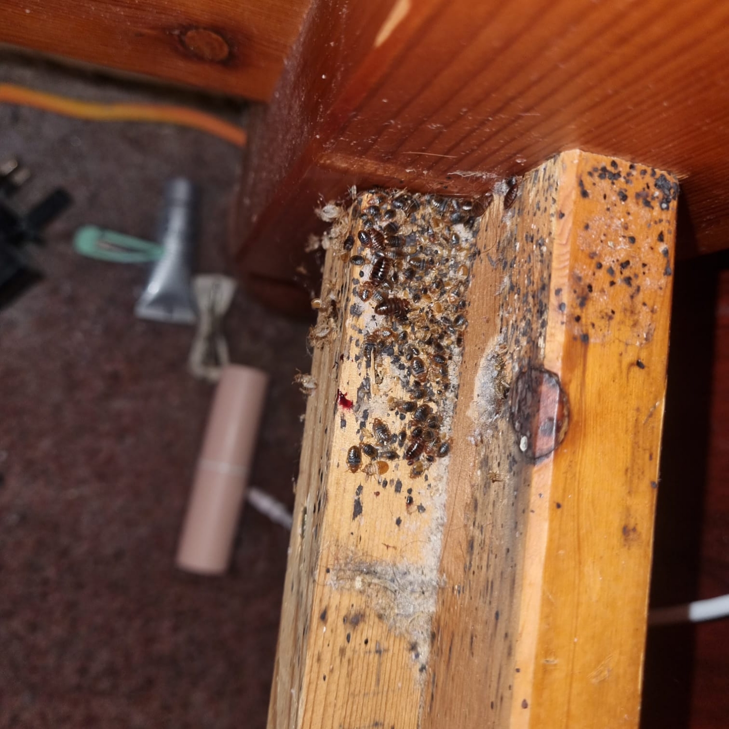 GLENGALL PEST CONTROL SERVICES LTD work photo 3