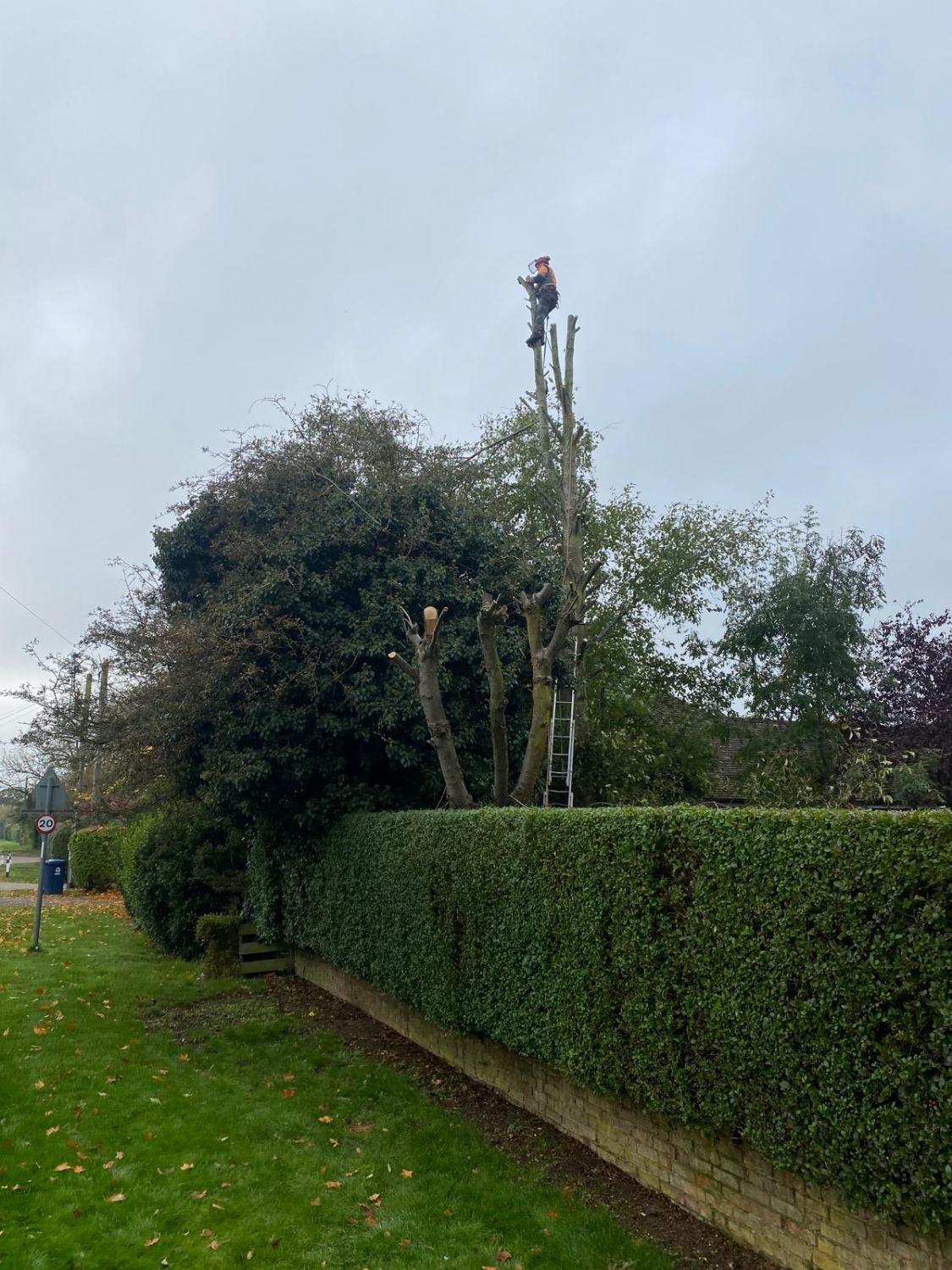 JS Tree Services work photo 1