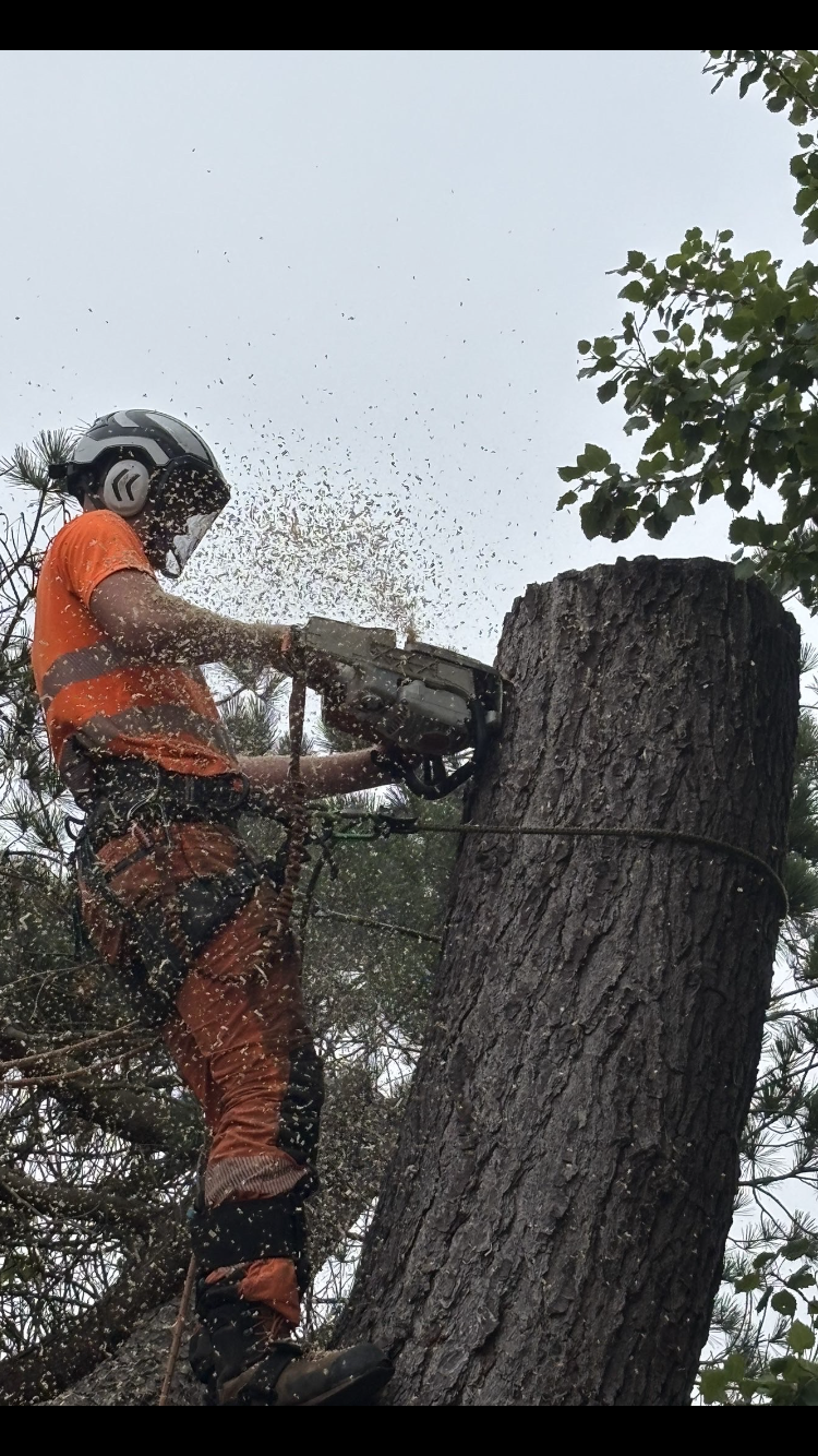 EH Landscaping & Tree Services work photo 4