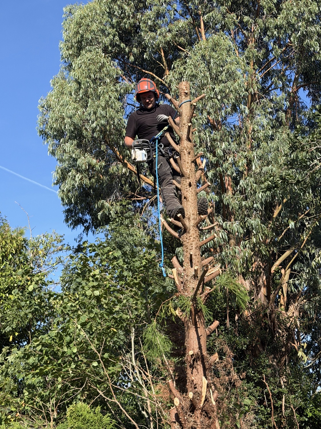 Oakforge Tree Care LTD work photo 3