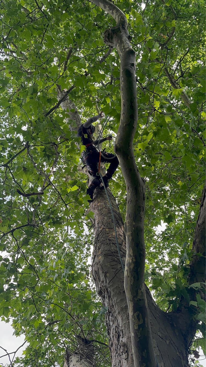 Robert Tree Solution work photo 3