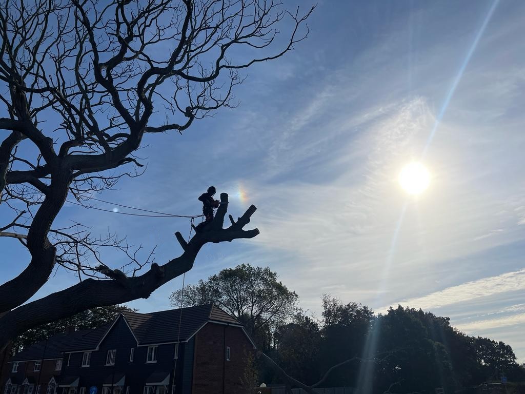 SKYFELL TREE SPECIALISTS work photo 1