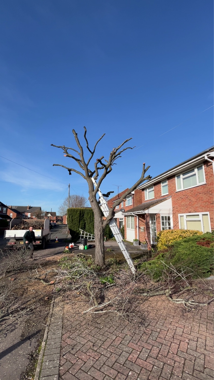 Four Seasons Tree & Gardening Services work photo 1